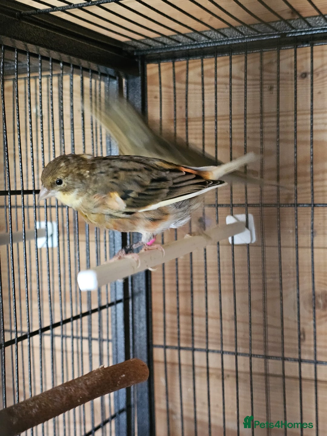 Canaries birds for sale: Canarys  - Image 3