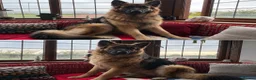 German Shepherd dogs for sale: 5 male polish german shepherds in Hartlepool - Advert 6