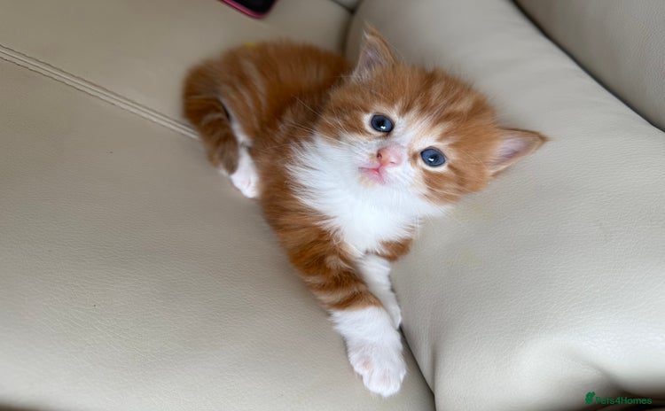 Mixed Breed cats - Advert 4