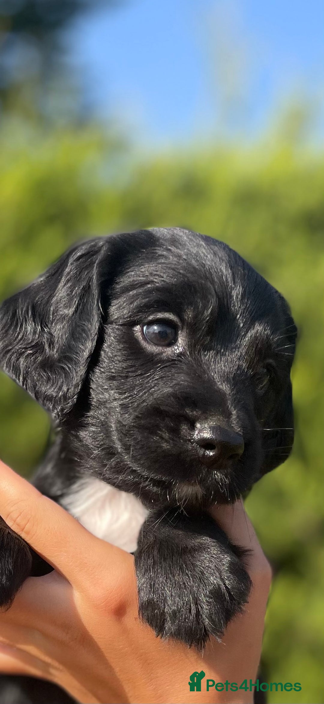 Sprocker dogs for sale: Adorable sprockers  - Image 15