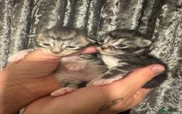 Maine Coon cats for sale: XXL Maine coons ready November  - Image 3