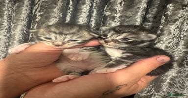 Maine Coon cats - Advert 12