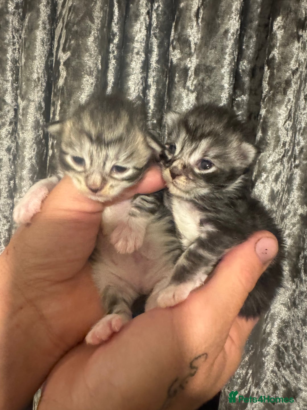 Maine Coon cats for sale: XXL Maine coons ready November  - Image 3