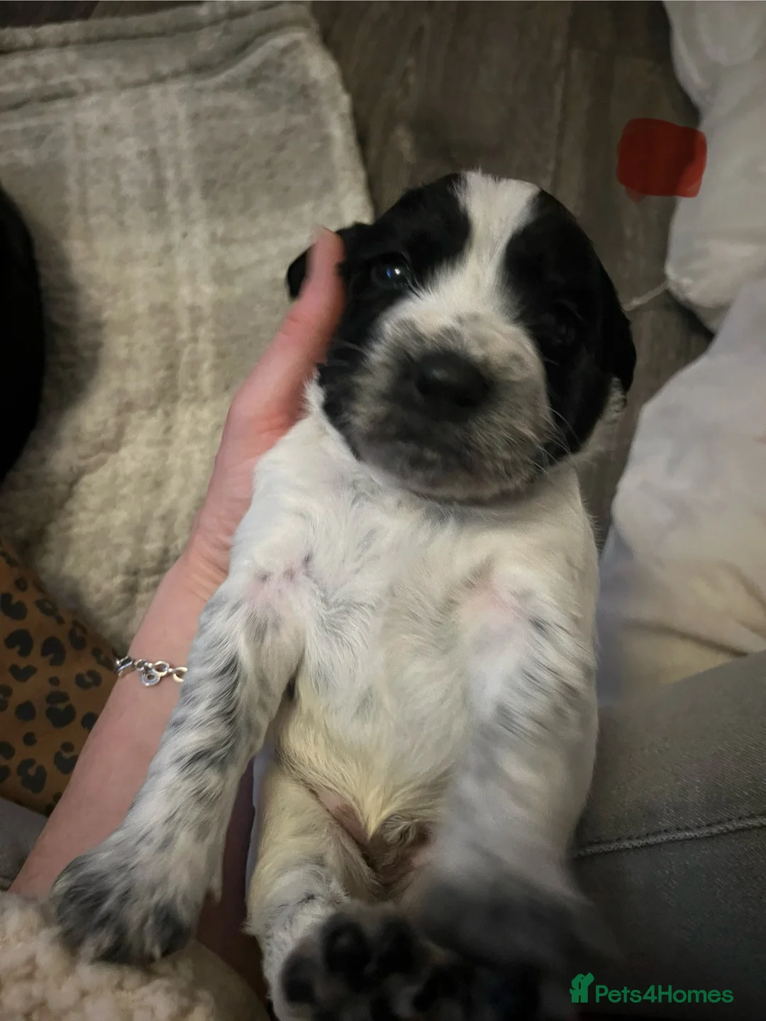 Sprocker dogs for sale: Sprocker spaniel puppies - Advert 23