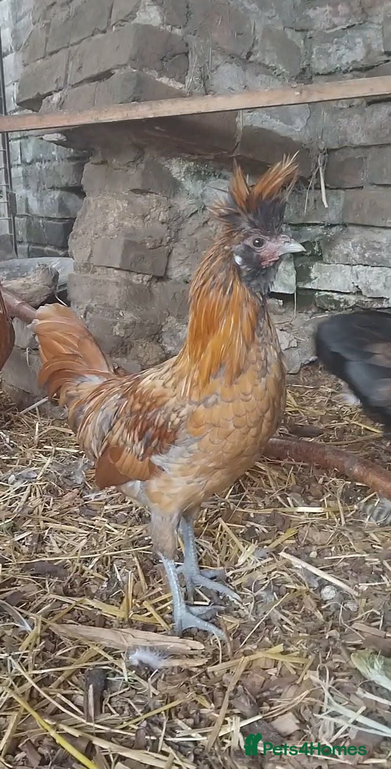 Chickens poultry Polish Hybrid Cockrel - Advert 1