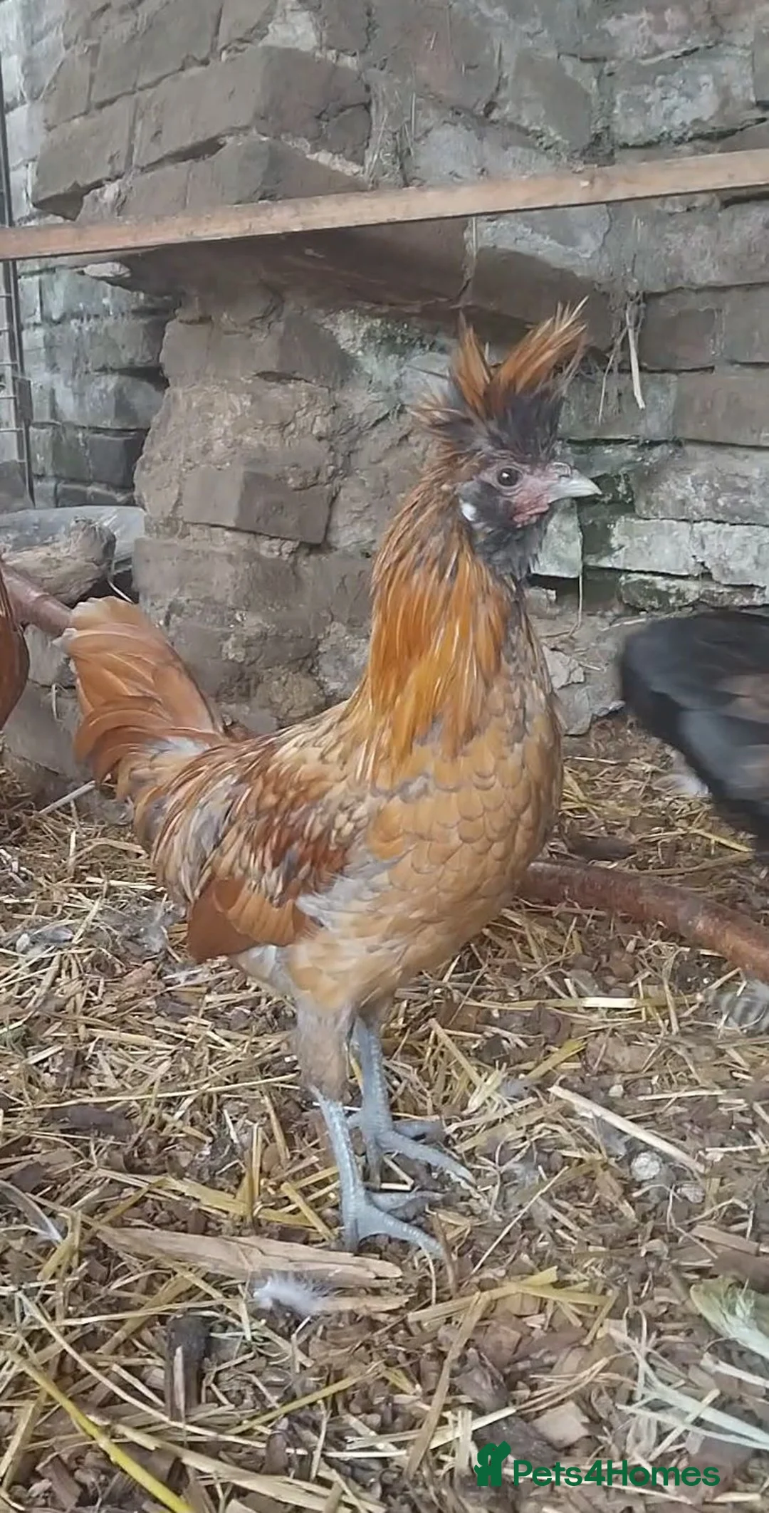 Chickens poultry for sale: Polish Hybrid Cockrel - Advert 1