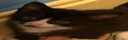 Mixed Breed cats for sale: Tuxedo Boy - Advert 7