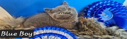 British Shorthair cats for sale: Bsh Chunky Kittens🐱 - Advert 6