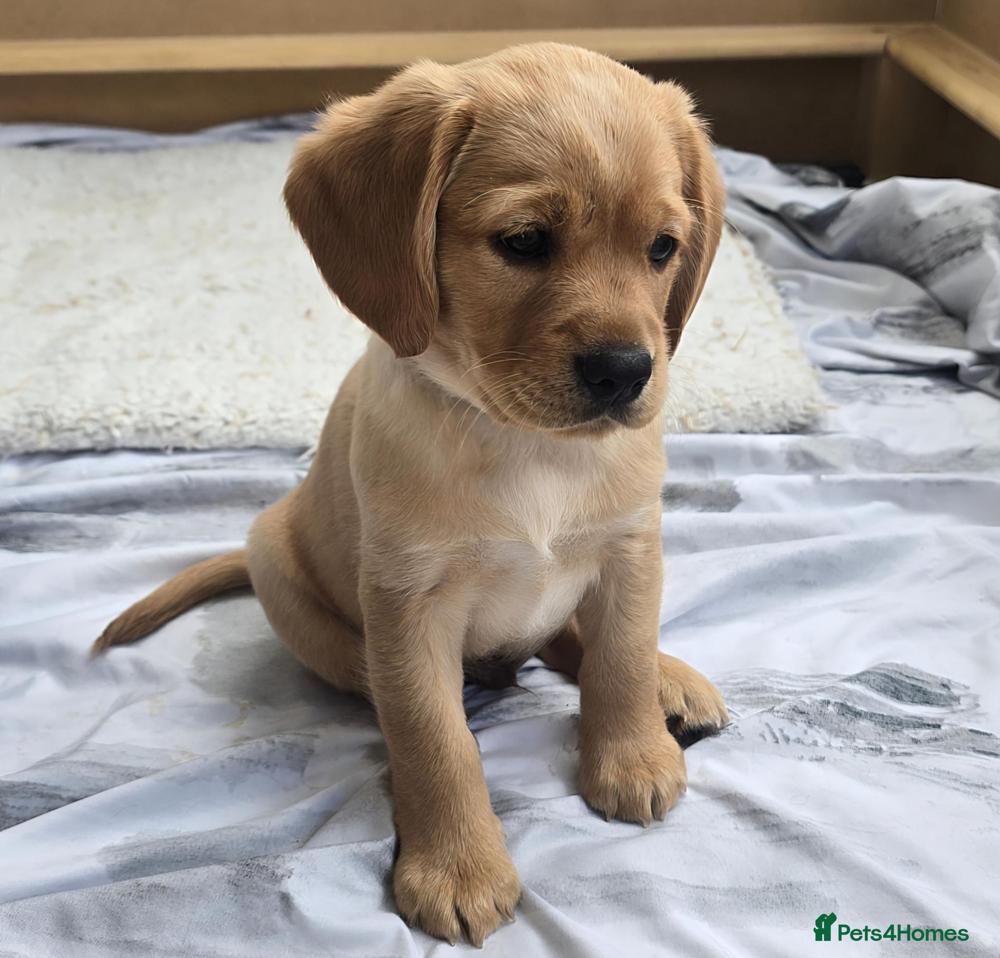 Mixed Breed dogs for sale: Cavador! Rare Ready 2 leave. 1 beautiful boy left. - Advert 10