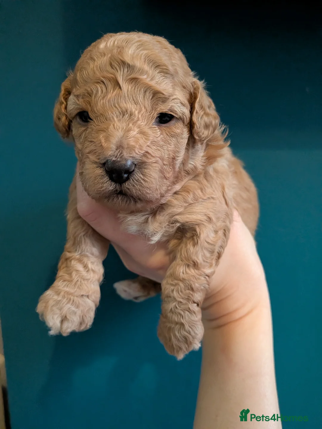 Lhasapoo dogs for sale: 4 gorgeous male lhasapoo puppies  - Advert 7