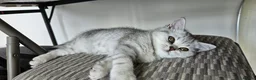 British Shorthair cats for sale: GCCF Blue BSH chunky champion lines - Advert 13