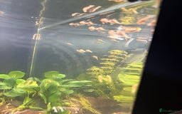 Catfish fish for sale: 🐠 Blue-Eyed, Yellow-Bristled-Nosed Pleco  - Image 1