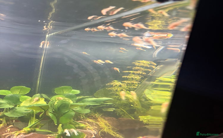 Catfish fish - Advert 1