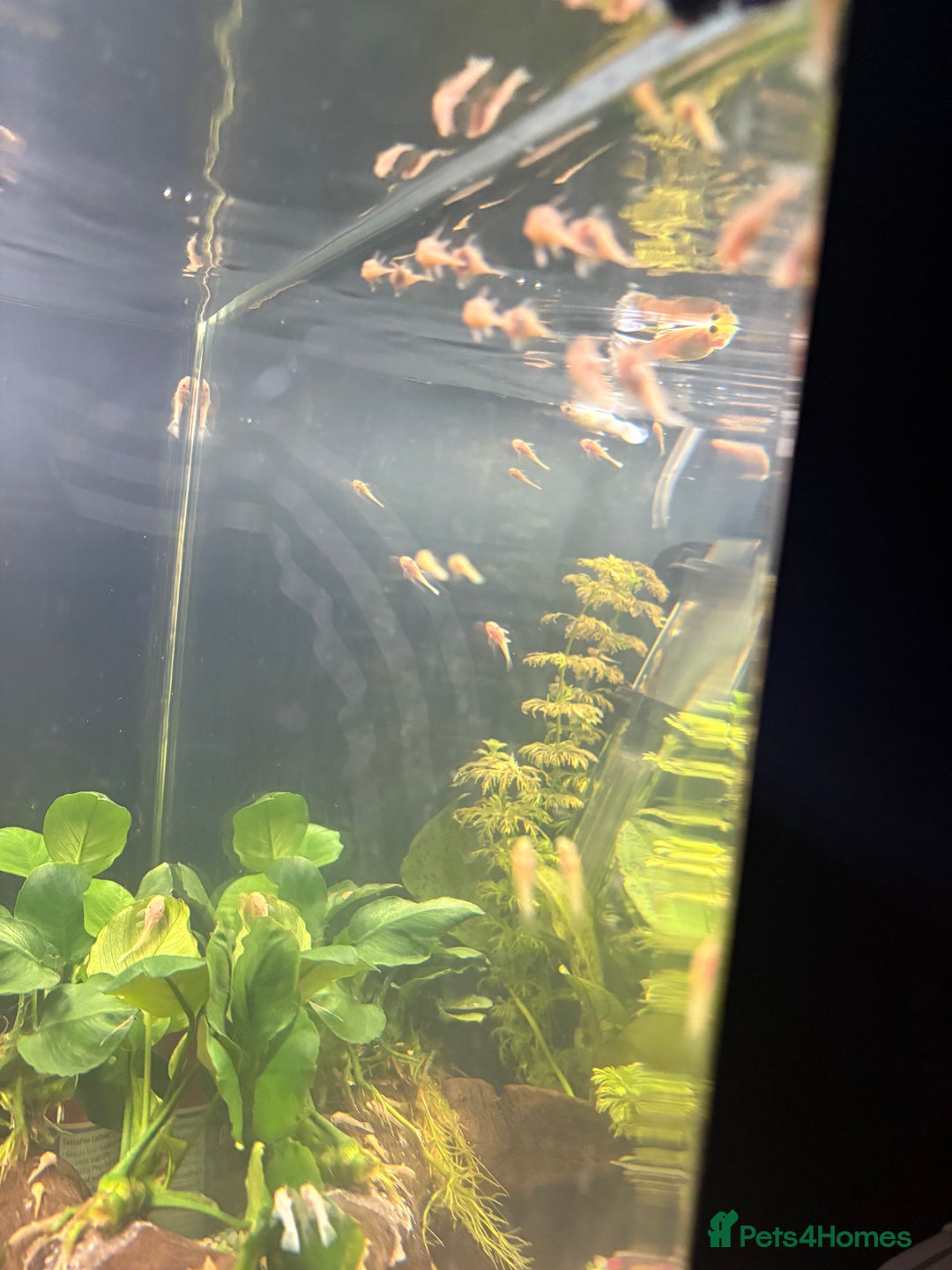 Catfish fish for sale: 🐠 Blue-Eyed, Yellow-Bristled-Nosed Pleco  - Image 1