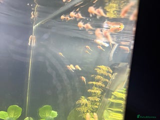 Catfish fish for sale - Advert 1