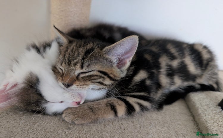Mixed Breed cats - Advert 4