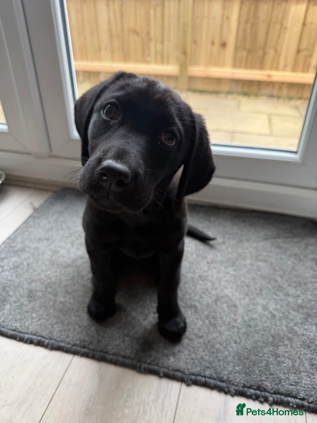 Labrador Retriever dogs for sale: KC REGISTERED BLACK LABRADOR in Manchester - Advert 1