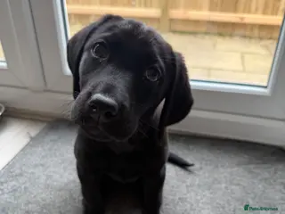 Labrador Retriever dogs KC REGISTERED BLACK LABRADOR - Advert 2