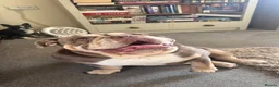 English Bulldog dogs for sale: English bulldog lola  - Advert 5