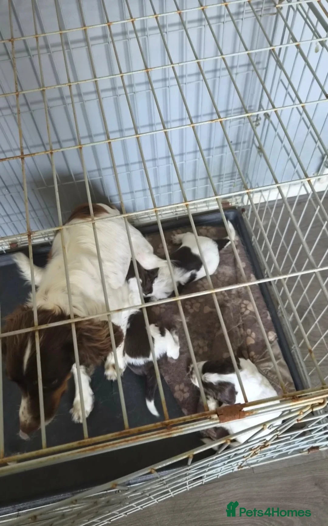 Sprocker dogs for sale: Sprocker puppies - Advert 7