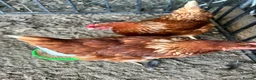 Chickens poultry for sale: Coloured laying POL hens - Advert 9