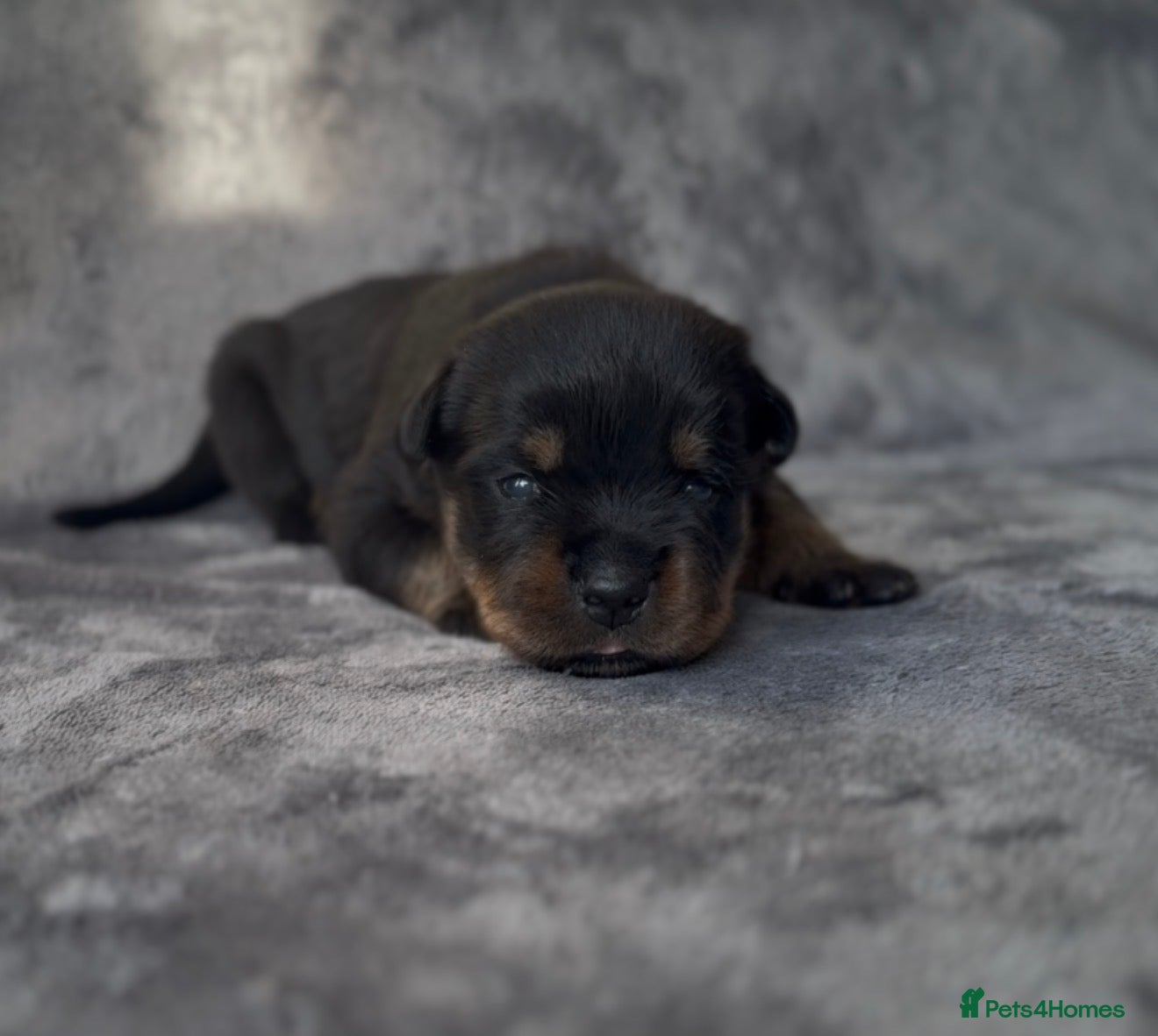 Rottweiler dogs Two Rottweiler puppies left to reserve!  - Advert 13
