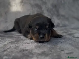 Rottweiler dogs Two Rottweiler puppies left to reserve! - Advert 13