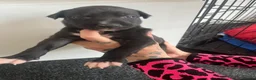 Greyhound dogs for sale: Grayhound x bullmastiff  - Advert 10