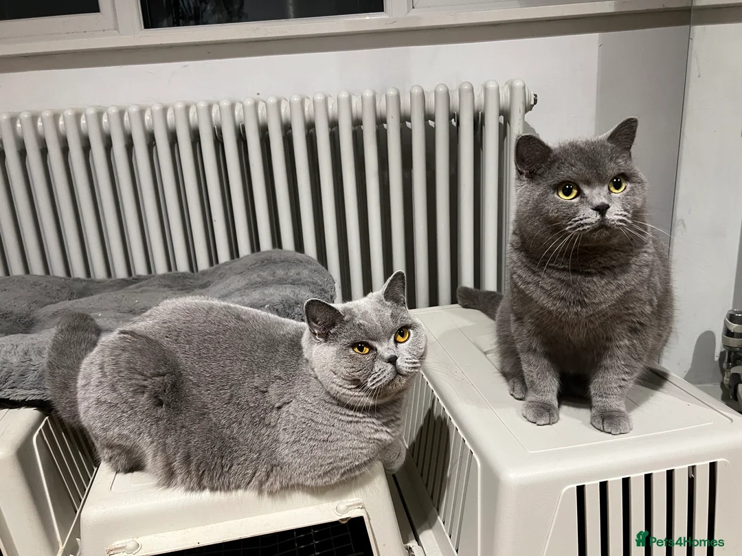 British Shorthair cats for sale: 2 Female British shorthair GCCF Active Status 🌸 in London - Advert 2