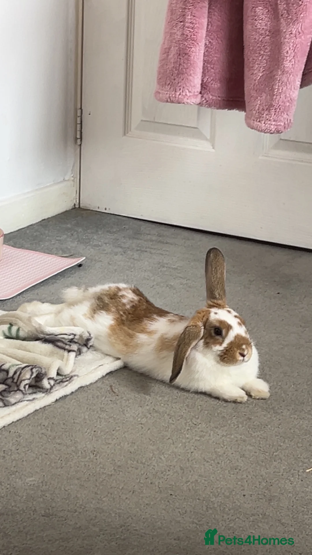 Mixed Breed rabbits for sale: female bun in Gloucester - Advert 2