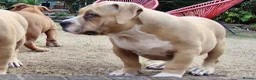 American Bully dogs for sale: American Pocket Bully’s  - Advert 18