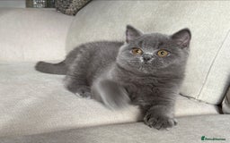 British Shorthair cats for sale: Lovely BSH  - Image 16