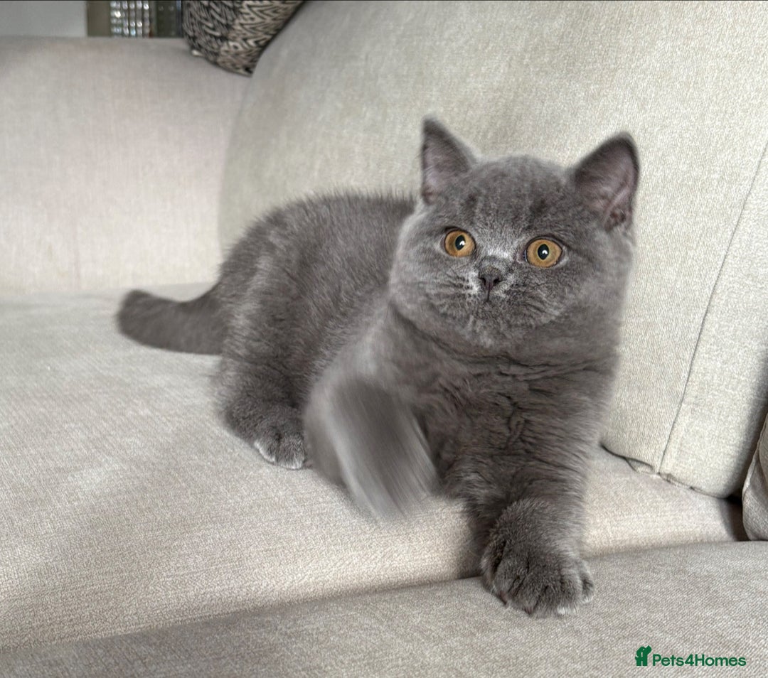 British Shorthair cats for sale: Lovely BSH  - Image 16