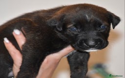 Belgian Shepherd Dog dogs for sale: Exceptional Herders from World-Class Lines - Image 29