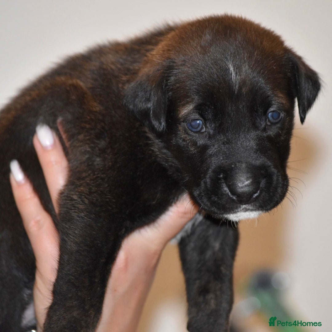 Belgian Shepherd Dog dogs for sale: Exceptional Herders from World-Class Lines - Image 29