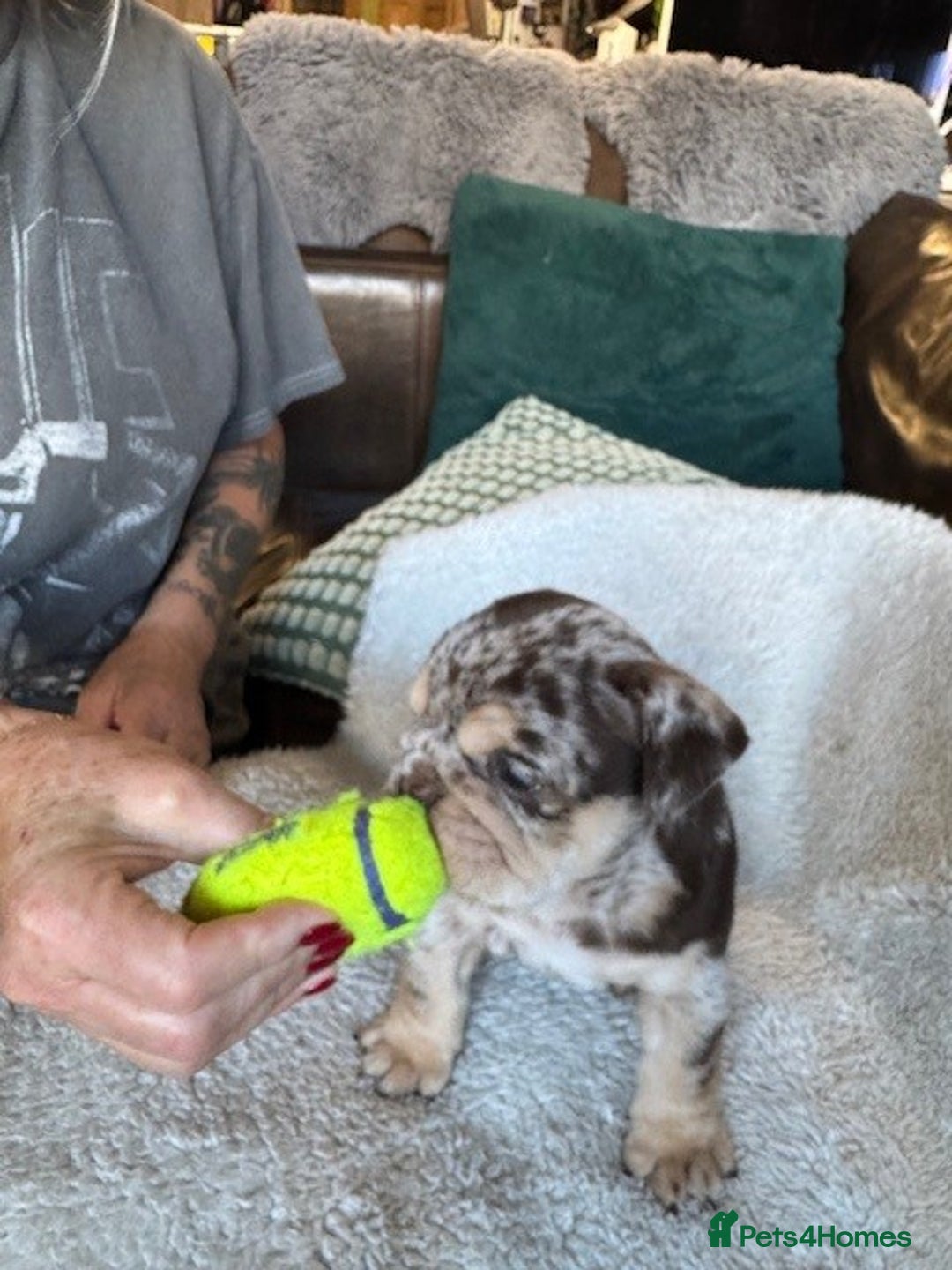 English Bulldog dogs for sale: Beautiful English Bulldog Puppies - Image 12
