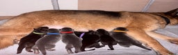 German Shepherd dogs for sale: Cute German shepherd puppies  - Advert 11