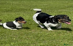 Jack Russell dogs for sale: Female jack Russell puppy  - Image 1