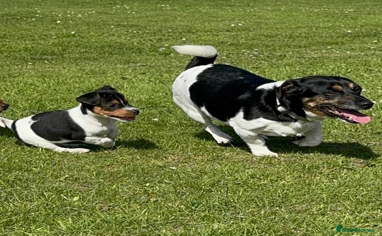 Jack Russell dogs - Advert 1