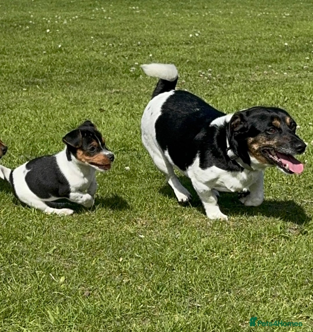 Jack Russell dogs for sale: Female jack Russell puppy  - Image 1