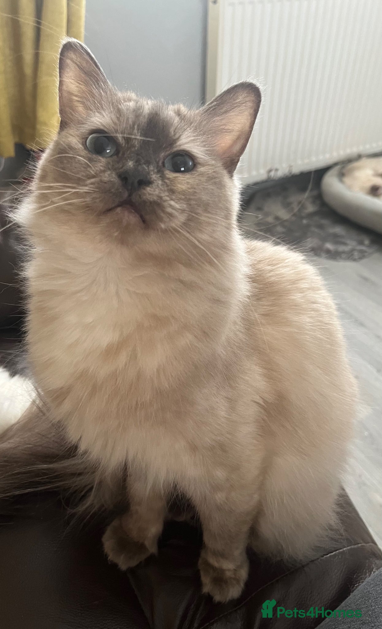 Ragdoll cats Blue mink tortie colourpoint ragdoll - Advert 4