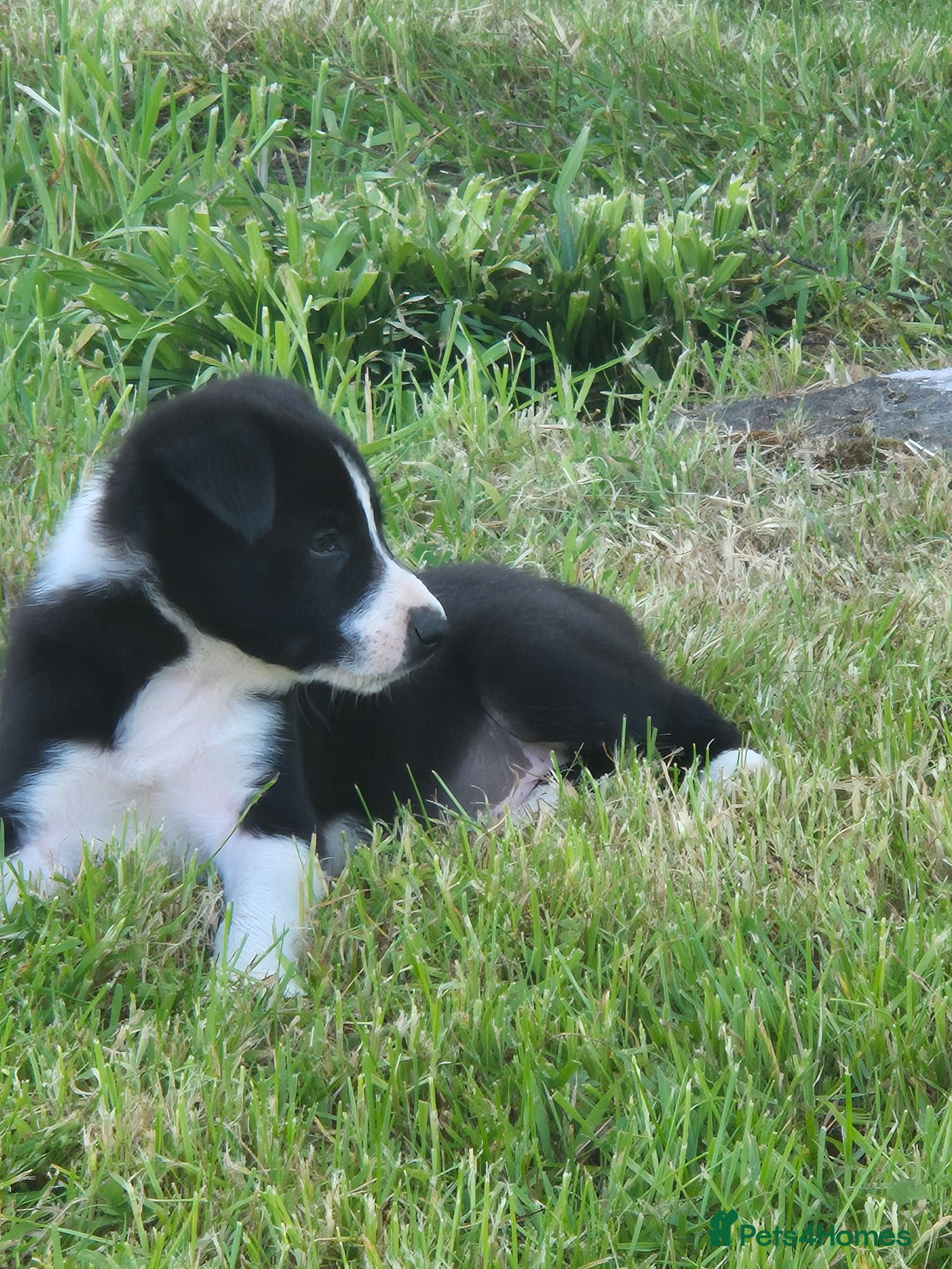Border Collie dogs Border collie pups looking for new home - Advert 2