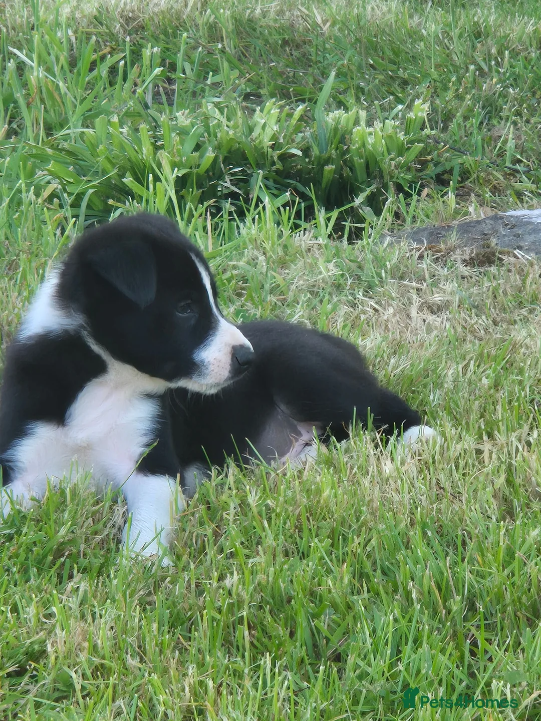 Border Collie dogs for sale: Border collie pups looking for new home - Advert 1