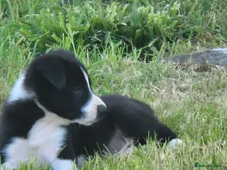 Border Collie dogs ISDS registered B&W pups, good breeding - Advert 1