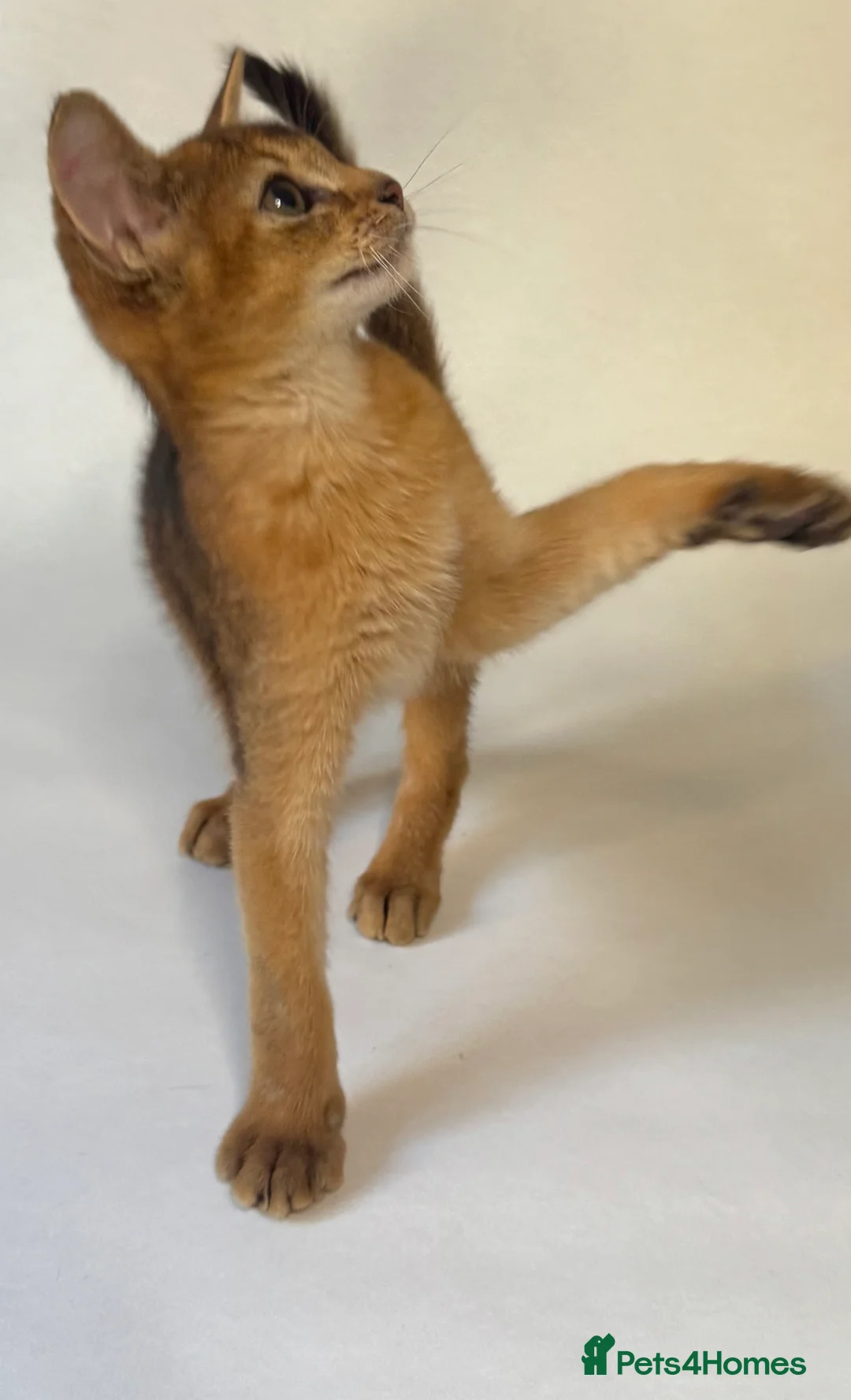 Abyssinian cats for sale: Abyssinian Kitten Boy and girl Tica Show Quality  - Advert 15