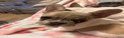 French Bulldog dogs for sale: Fully vaccinated DWKC French bulldog puppies  - Advert 3