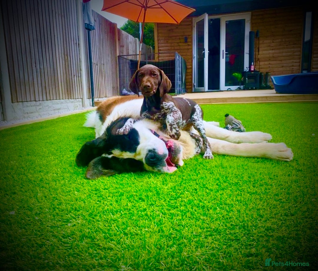 German Shorthaired Pointer dogs for sale: SENSEI-SAINTS German Shorthaired Pointers - Image 6