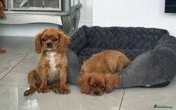 Cavalier King Charles Spaniel dogs for sale: Beautiful cavaliers fully health, and heart tested - Image 6