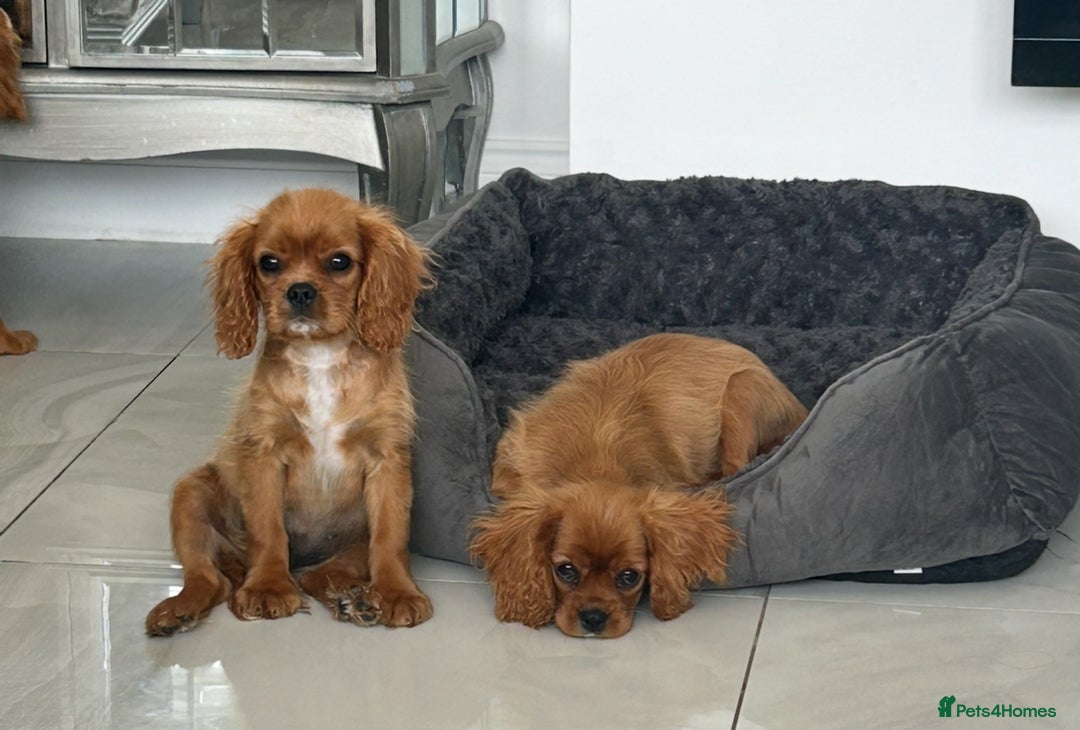 Cavalier King Charles Spaniel dogs for sale: Beautiful cavaliers fully health, and heart tested - Image 6