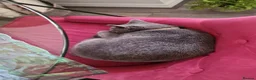 Russian Blue cats for sale: Russian blue 11 months girl for sale/exange male - Advert 4
